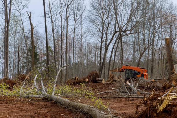 Best Tree Disease Treatment  in Eagle, NE