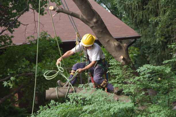 How Our Tree Care Process Works  in  Eagle, NE